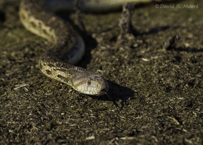 Gopher snake