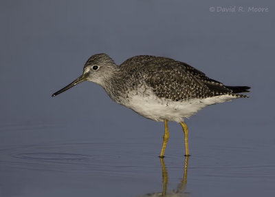 Greater Yellowlegs