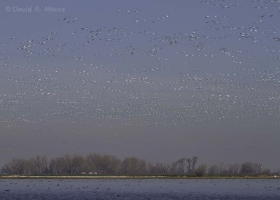 Geese on the move