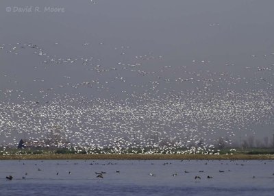 Geese arriving