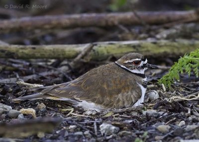 Killdeer on its nest