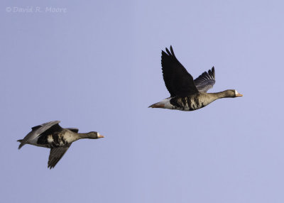 Greater White-fronted Geese