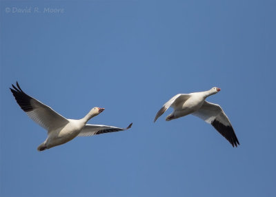 Ross's Goose followed by a Snow Goose