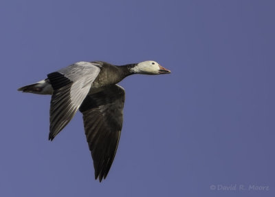 Snow Goose, blue morph