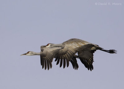 Sandhill Cranes