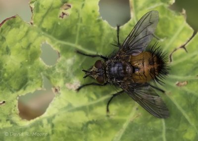 Tachinid fly