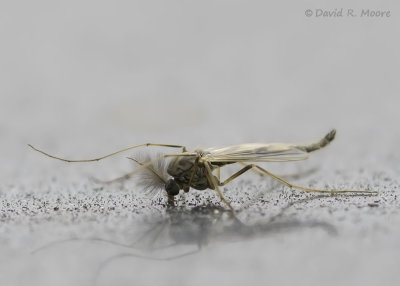 Midge