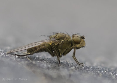 Fly sp. 