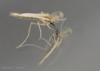 Midge