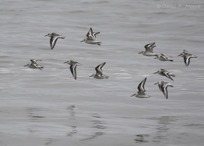 Sanderlings