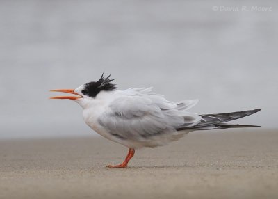 Elegant Tern