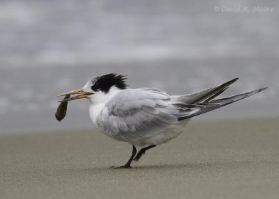 Elegant Tern
