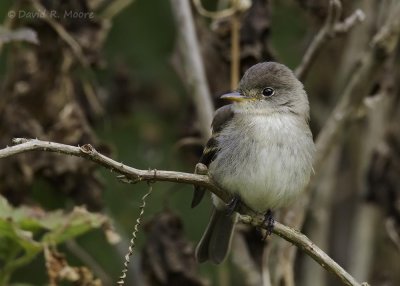 Willow Flycatcher