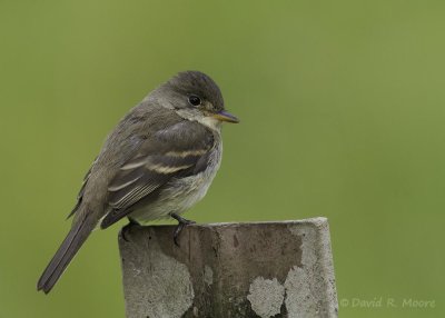Willow Flycatcher