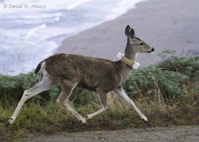 Black-tailed Deer