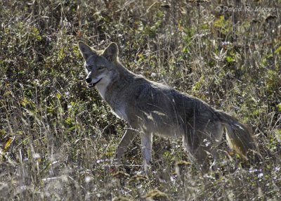 Coyote