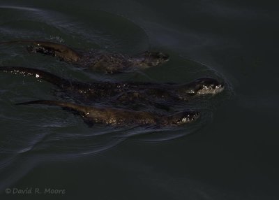 Otters