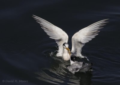 Elegant Terns