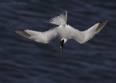 Elegant Tern