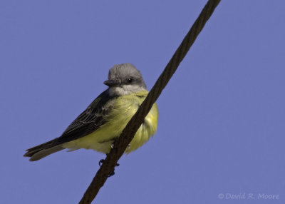 Tropical Kingbird