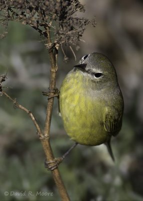 Orange-crowned Warbler