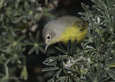 Nashville Warbler