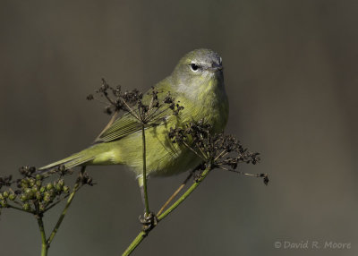 Orange-crowned Warbler