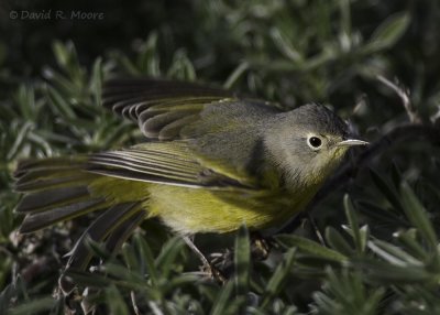 Nashville Warbler