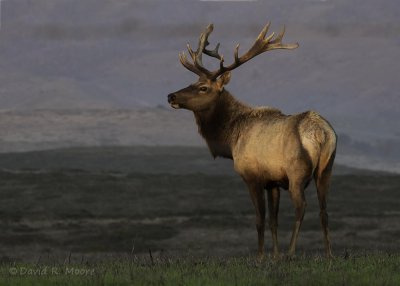 Tule Elk