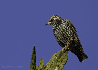 European Starling