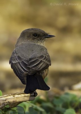 Say's Phoebe