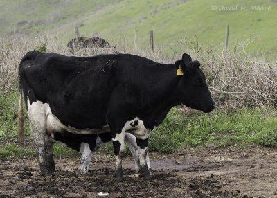 Mom obliges
