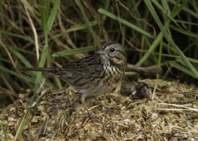 Lincoln's Sparrow