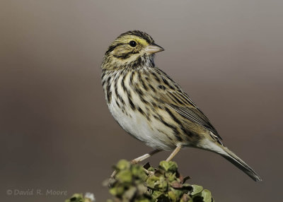 Savannah Sparrow