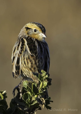 Le Conte's Sparrow