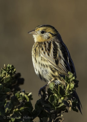 Le Conte's Sparrow