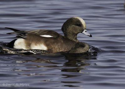 American Wigeons, mating