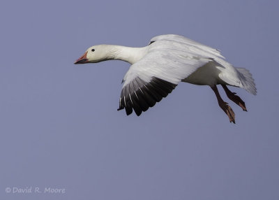 Snow Goose