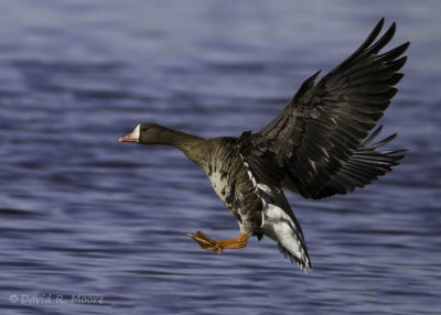 Greater White-fronted Goose