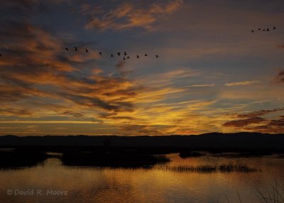 Sacramento, Colusa NWRs 2016