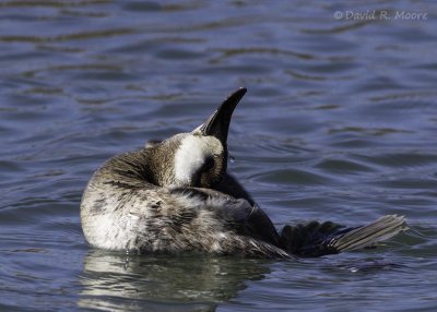 Ruddy Duck