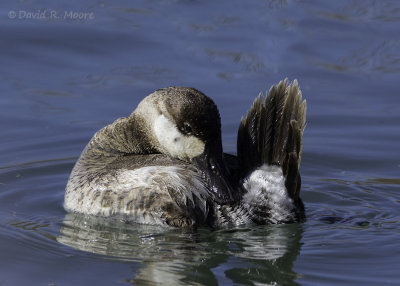 Ruddy Duck