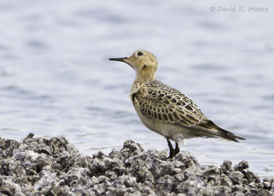 Buff-breasted Sandpiper