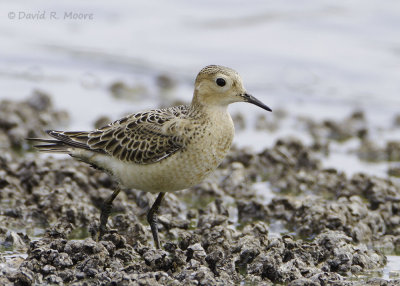 Buff-breasted Sandpiper