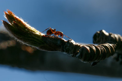 Macro