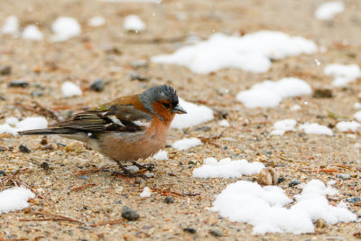 vink