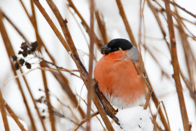 goudvink in de sneeuw