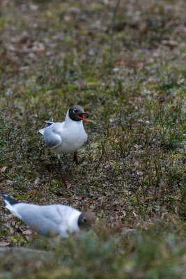 kokmeeuw in het bos