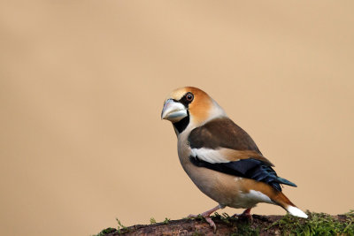 Appelvink