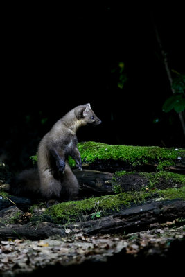 wat hoor ik in het bos